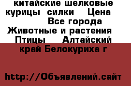 китайские шелковые курицы (силки) › Цена ­ 2 500 - Все города Животные и растения » Птицы   . Алтайский край,Белокуриха г.
